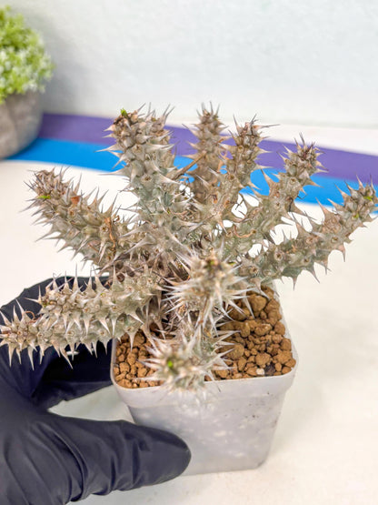 Euphorb Genoudiana (5) | imported Plants