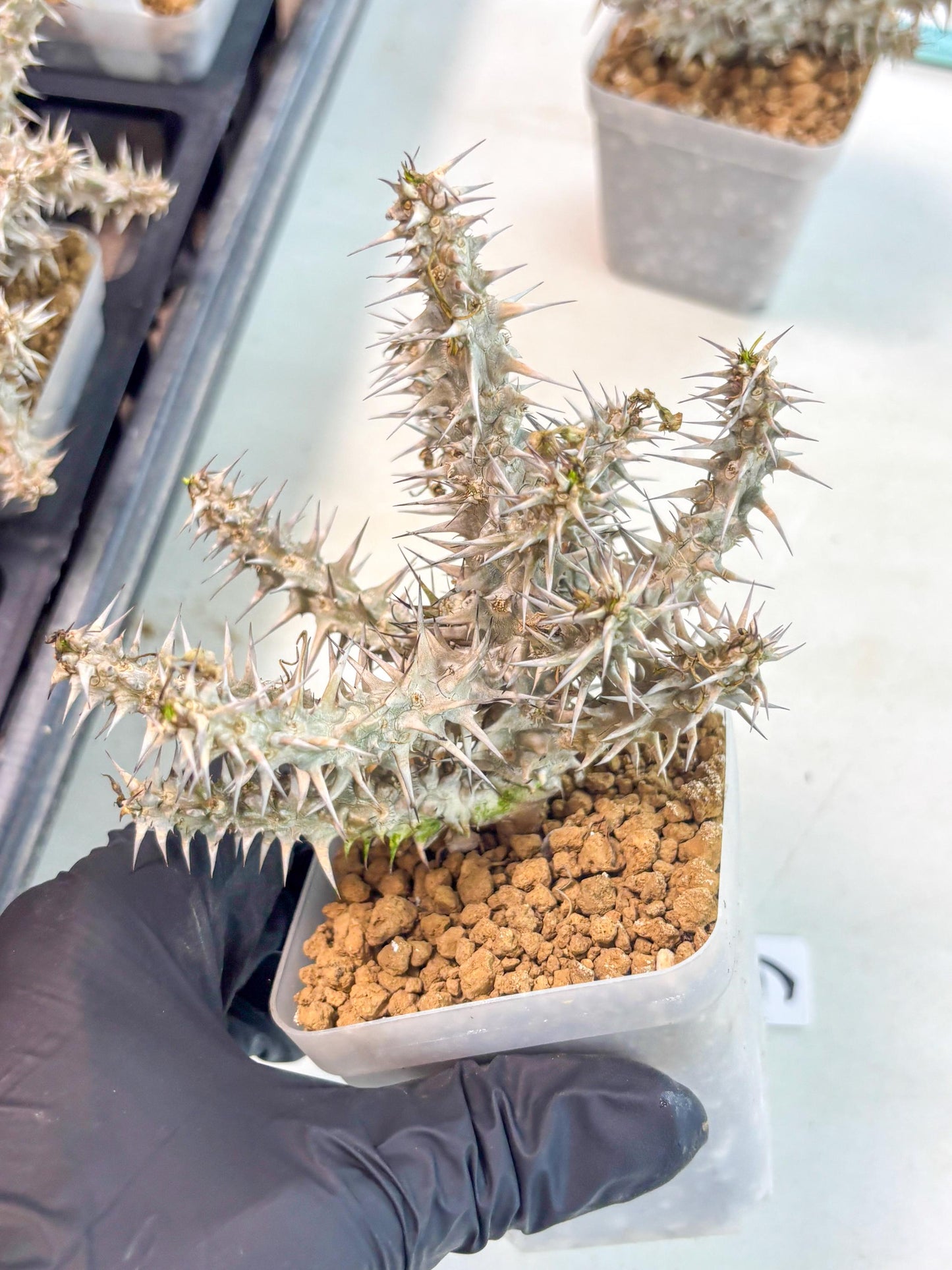 Euphorb Genoudiana (6) | imported Plants