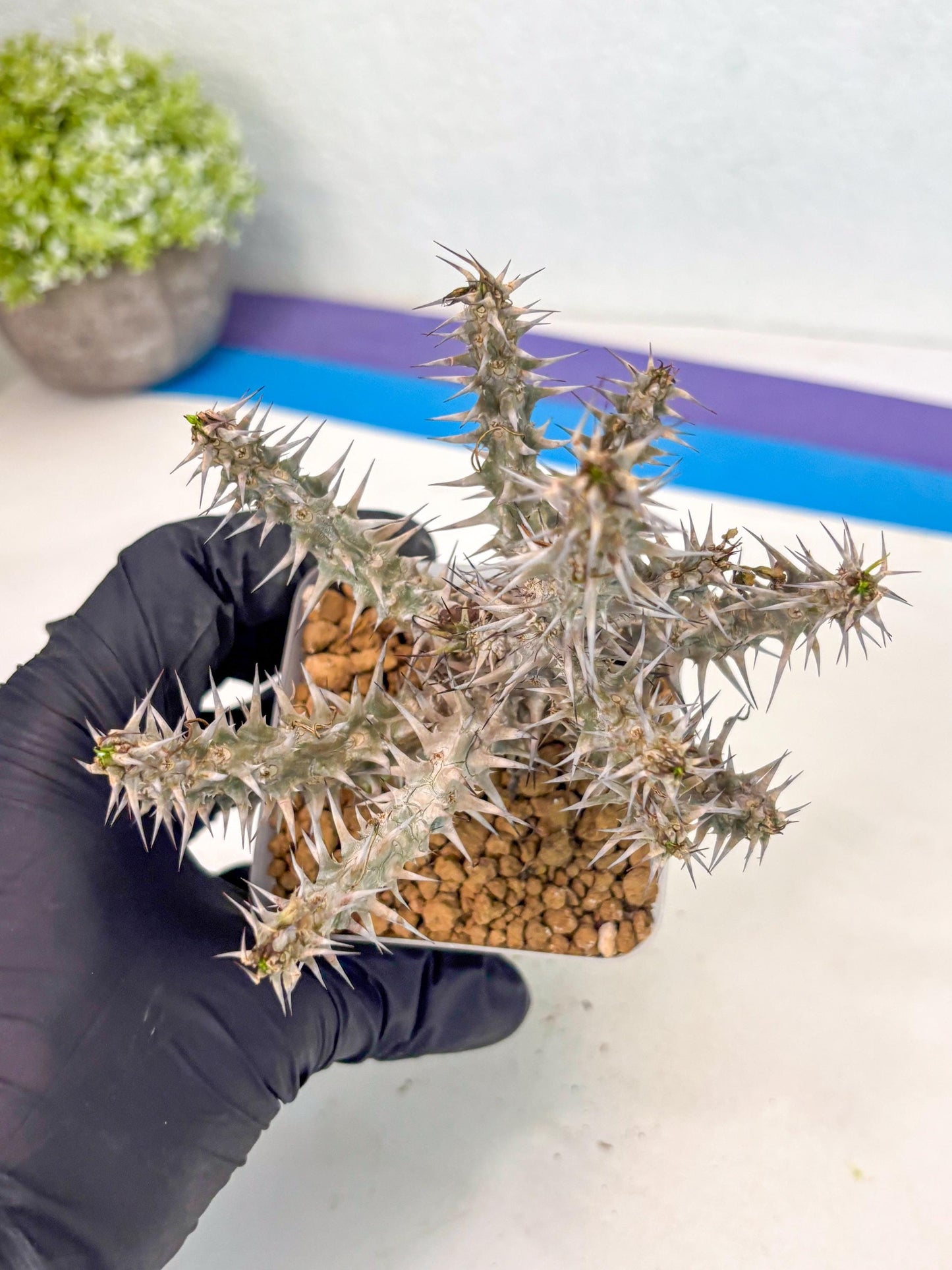 Euphorb Genoudiana (6) | imported Plants