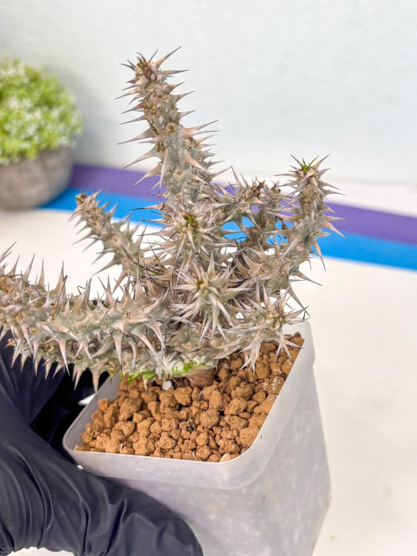 Euphorb Genoudiana (6) | imported Plants