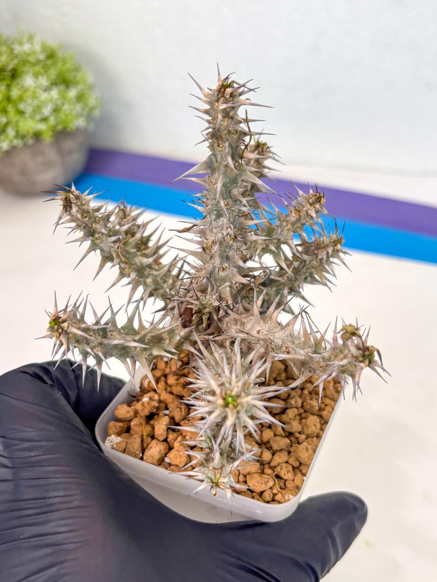 Euphorb Genoudiana (6) | imported Plants