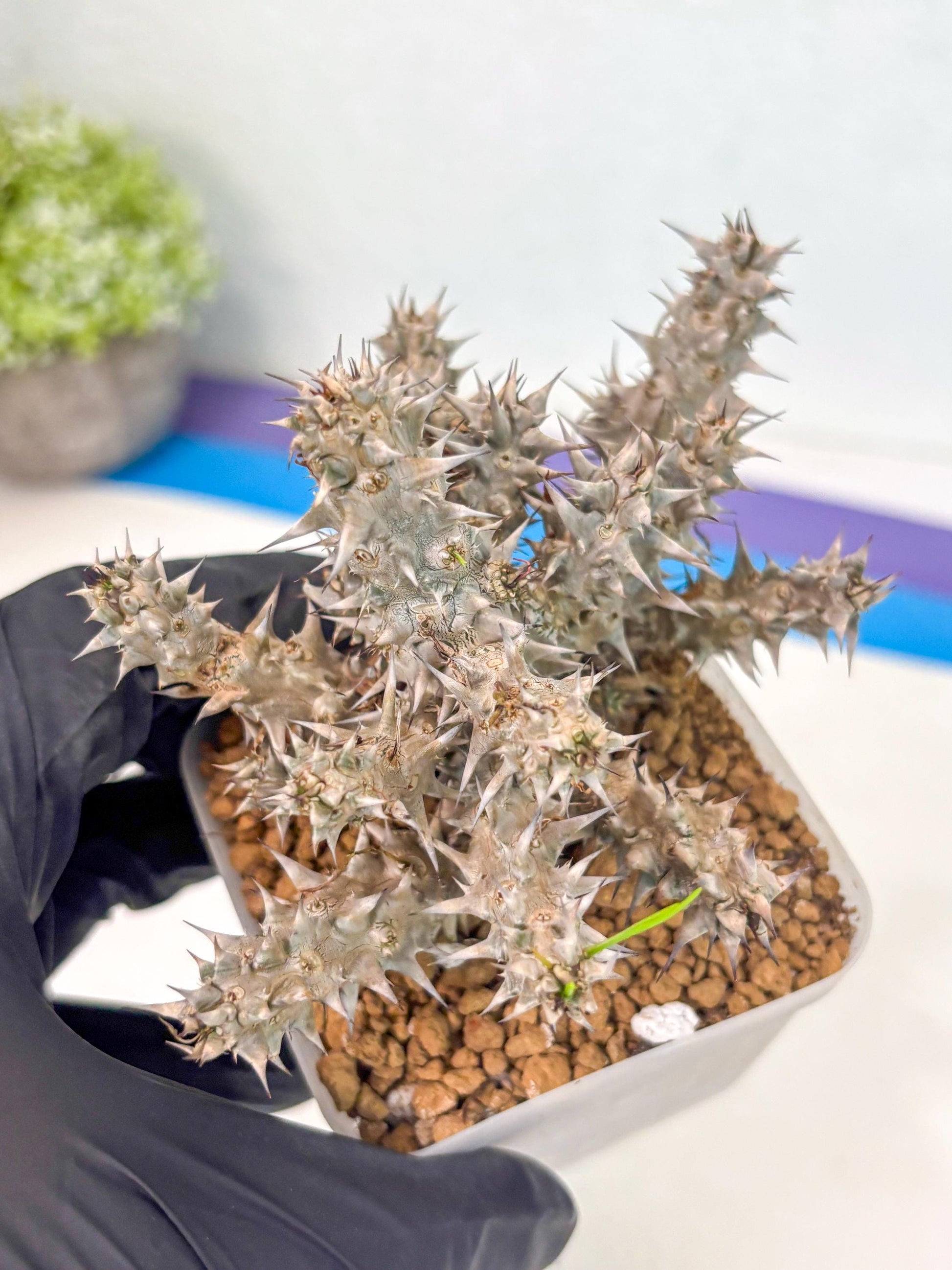 Euphorb Genoudiana (7) | imported Plants
