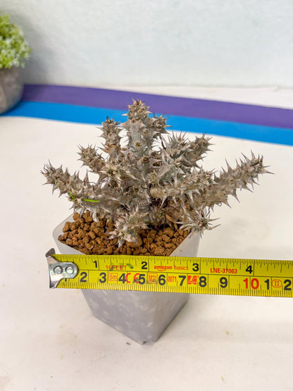 Euphorb Genoudiana (7) | imported Plants