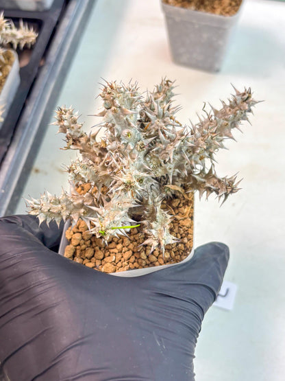 Euphorb Genoudiana (7) | imported Plants