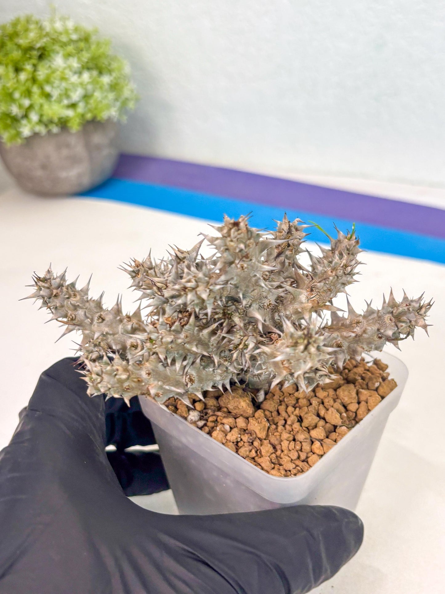 Euphorb Genoudiana (7) | imported Plants