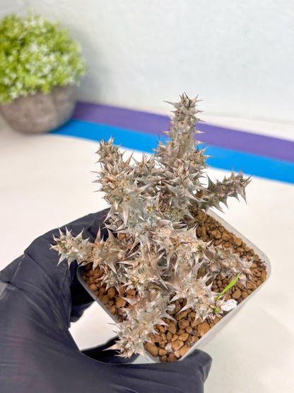 Euphorb Genoudiana (7) | imported Plants