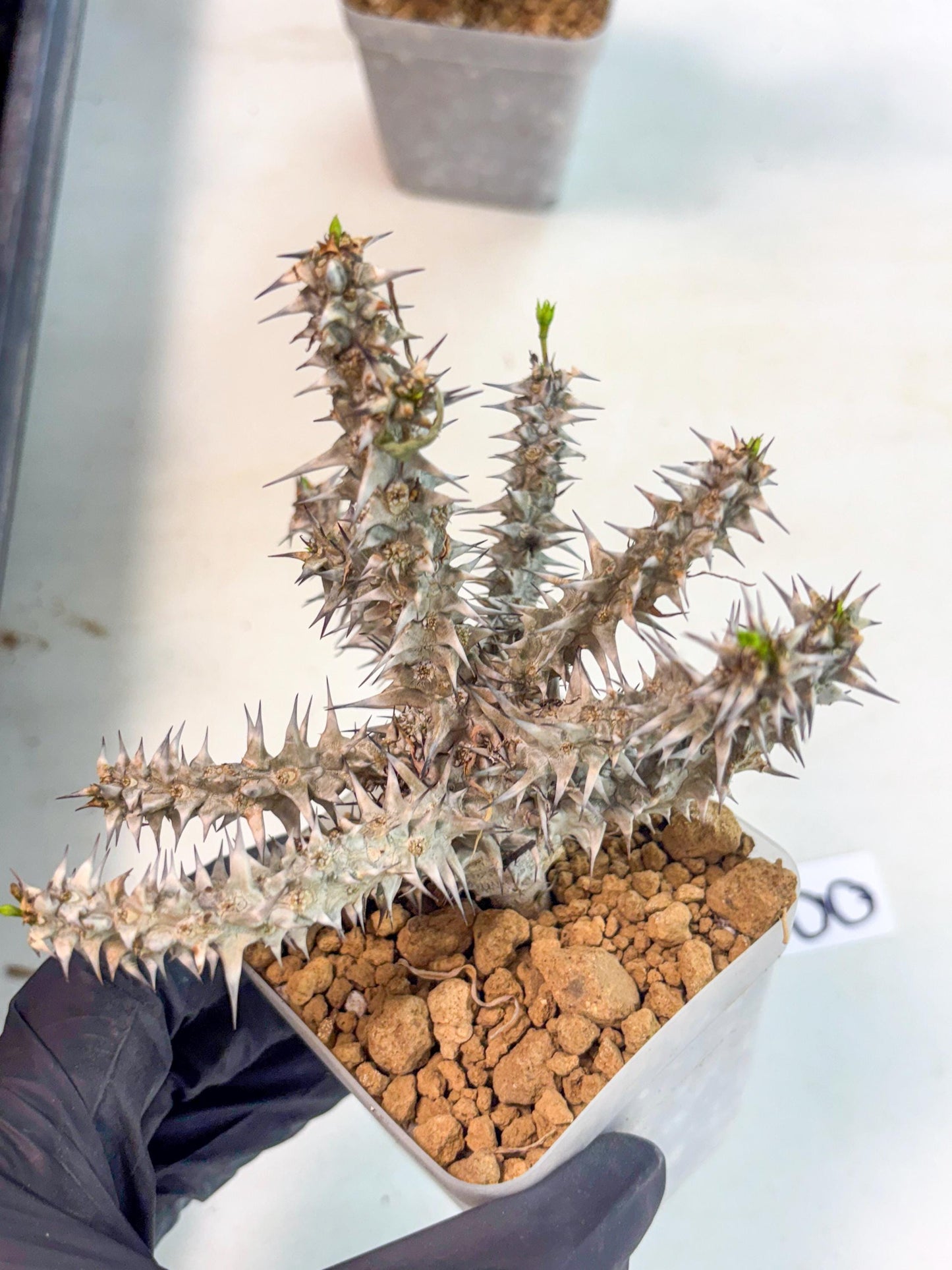 Euphorb Genoudiana (8) | imported Plants