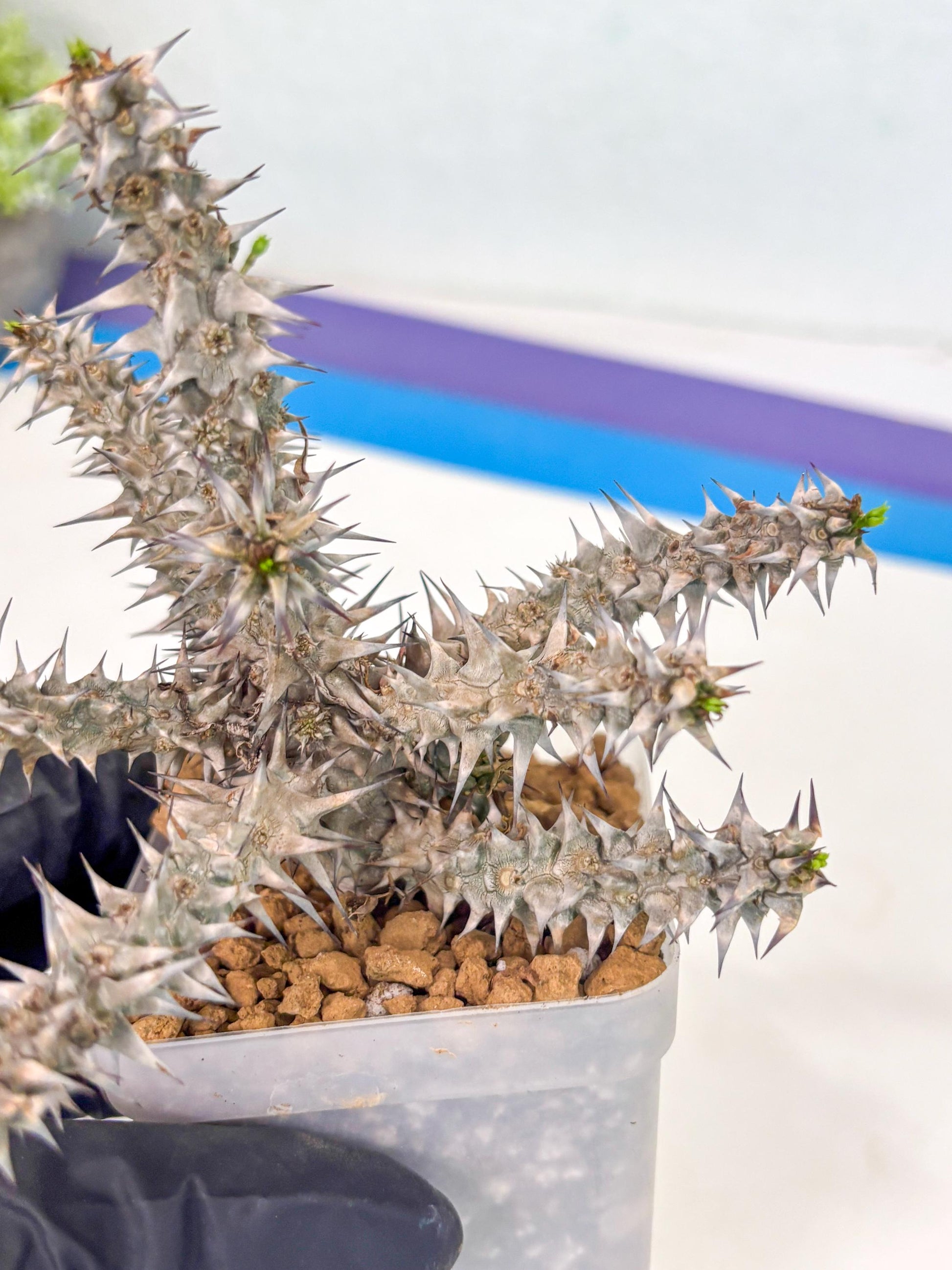 Euphorb Genoudiana (8) | imported Plants