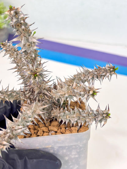 Euphorb Genoudiana (8) | imported Plants