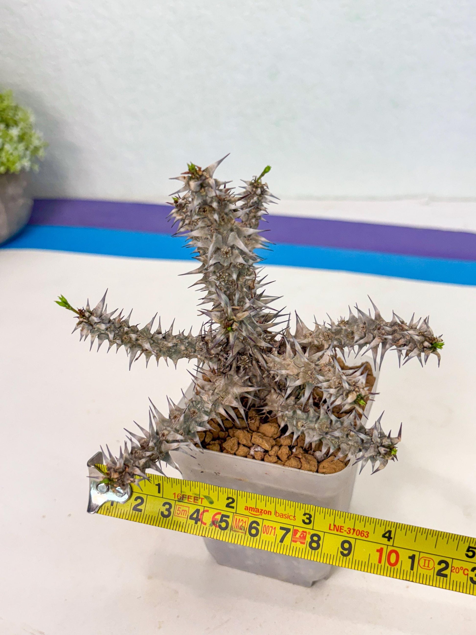 Euphorb Genoudiana (8) | imported Plants