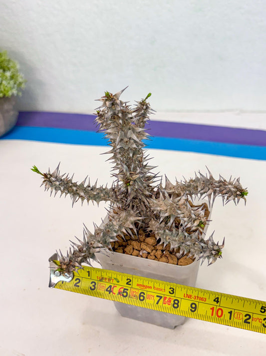 Euphorb Genoudiana (8) | imported Plants