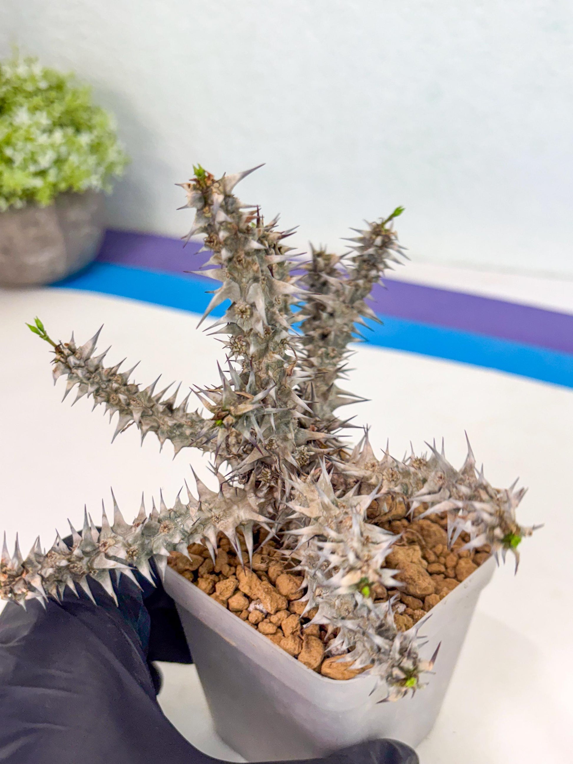 Euphorb Genoudiana (8) | imported Plants