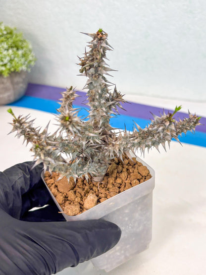 Euphorb Genoudiana (8) | imported Plants