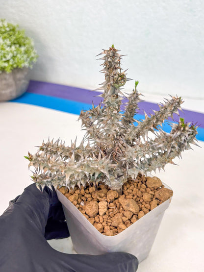 Euphorb Genoudiana (8) | imported Plants