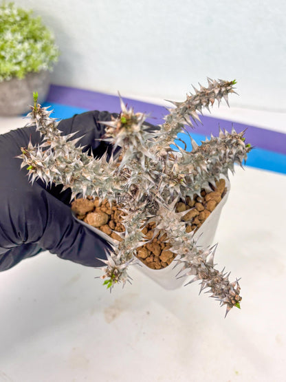 Euphorb Genoudiana (8) | imported Plants