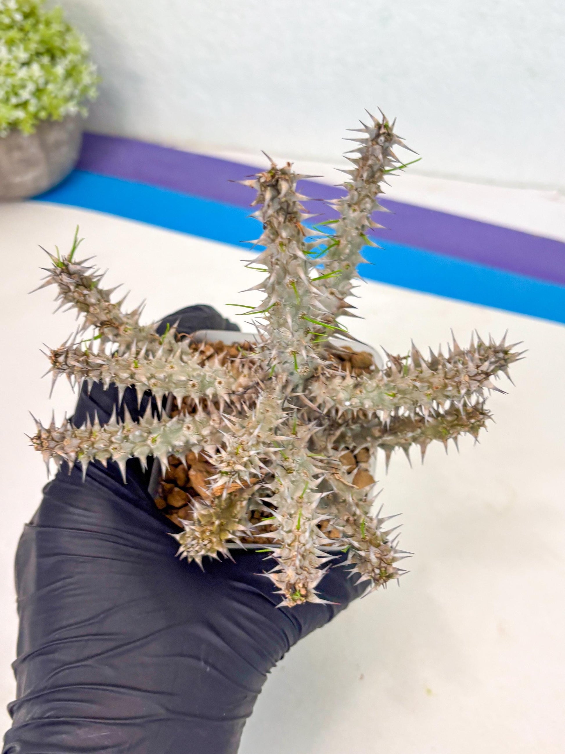 Euphorb Genoudiana (9) | imported Plants