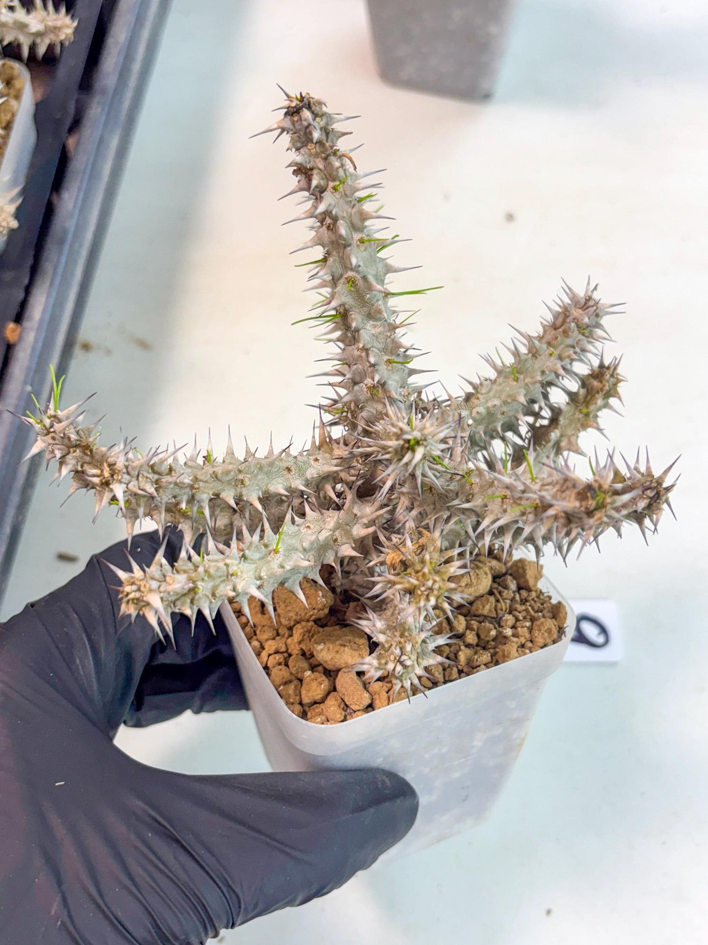 Euphorb Genoudiana (9) | imported Plants