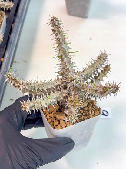 Euphorb Genoudiana (9) | imported Plants