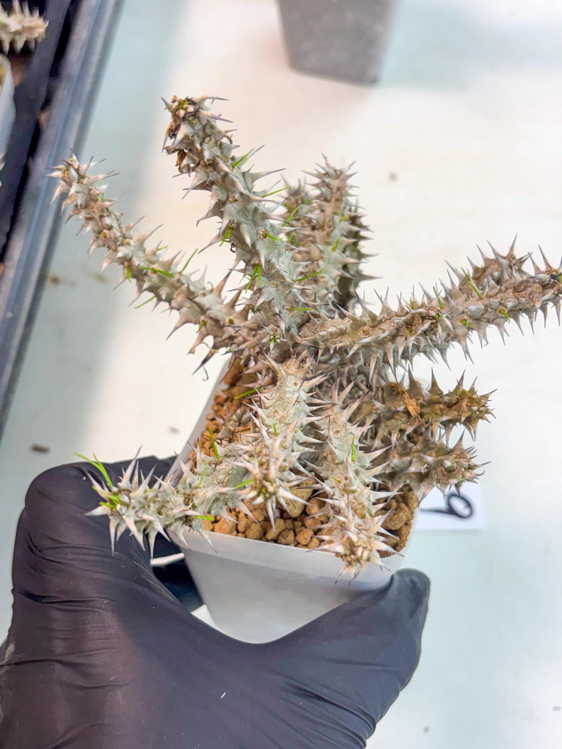 Euphorb Genoudiana (9) | imported Plants