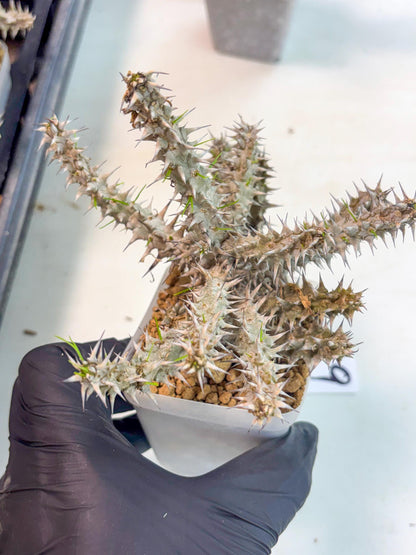 Euphorb Genoudiana (9) | imported Plants