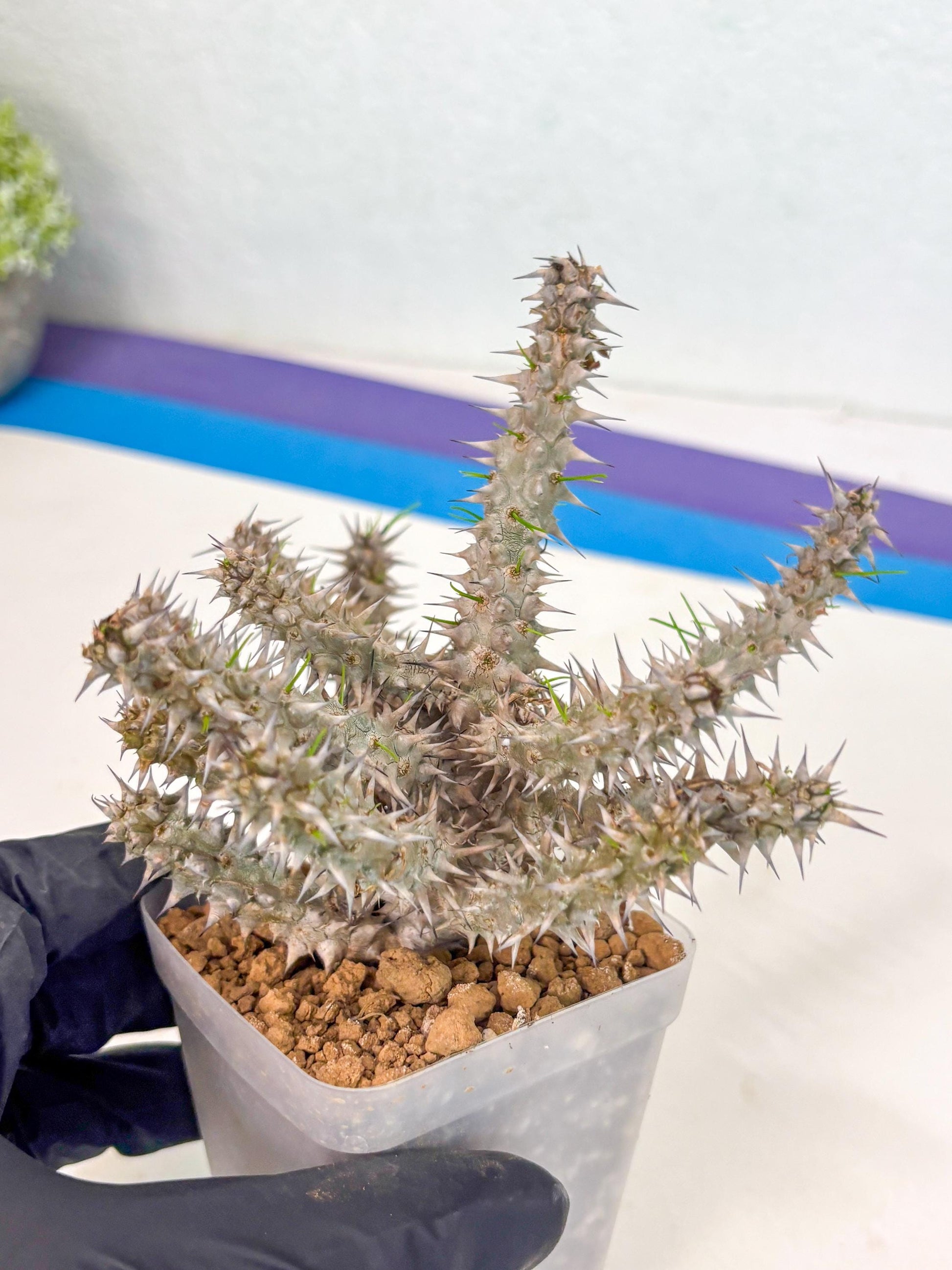 Euphorb Genoudiana (9) | imported Plants