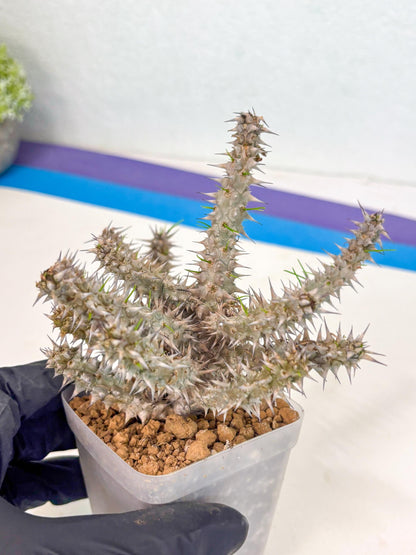 Euphorb Genoudiana (9) | imported Plants