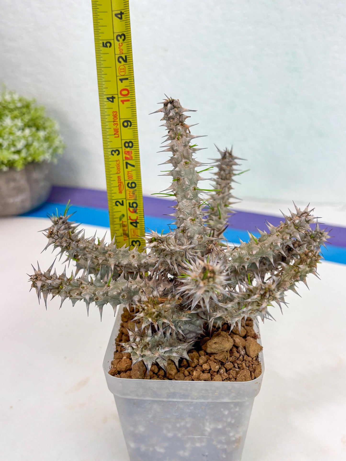 Euphorb Genoudiana (9) | imported Plants