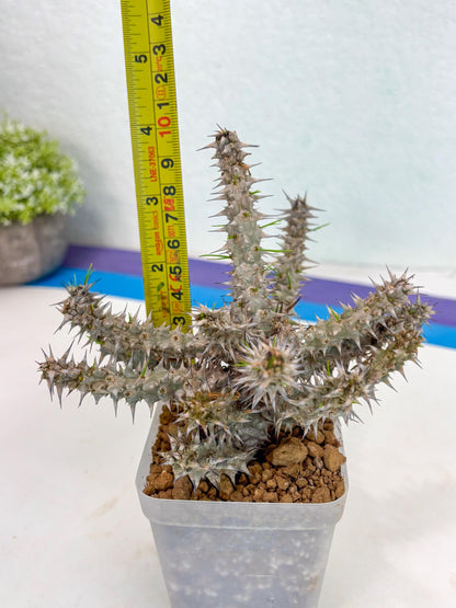 Euphorb Genoudiana (9) | imported Plants