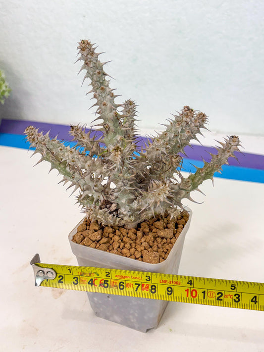 Euphorb Genoudiana (10) | imported Plants