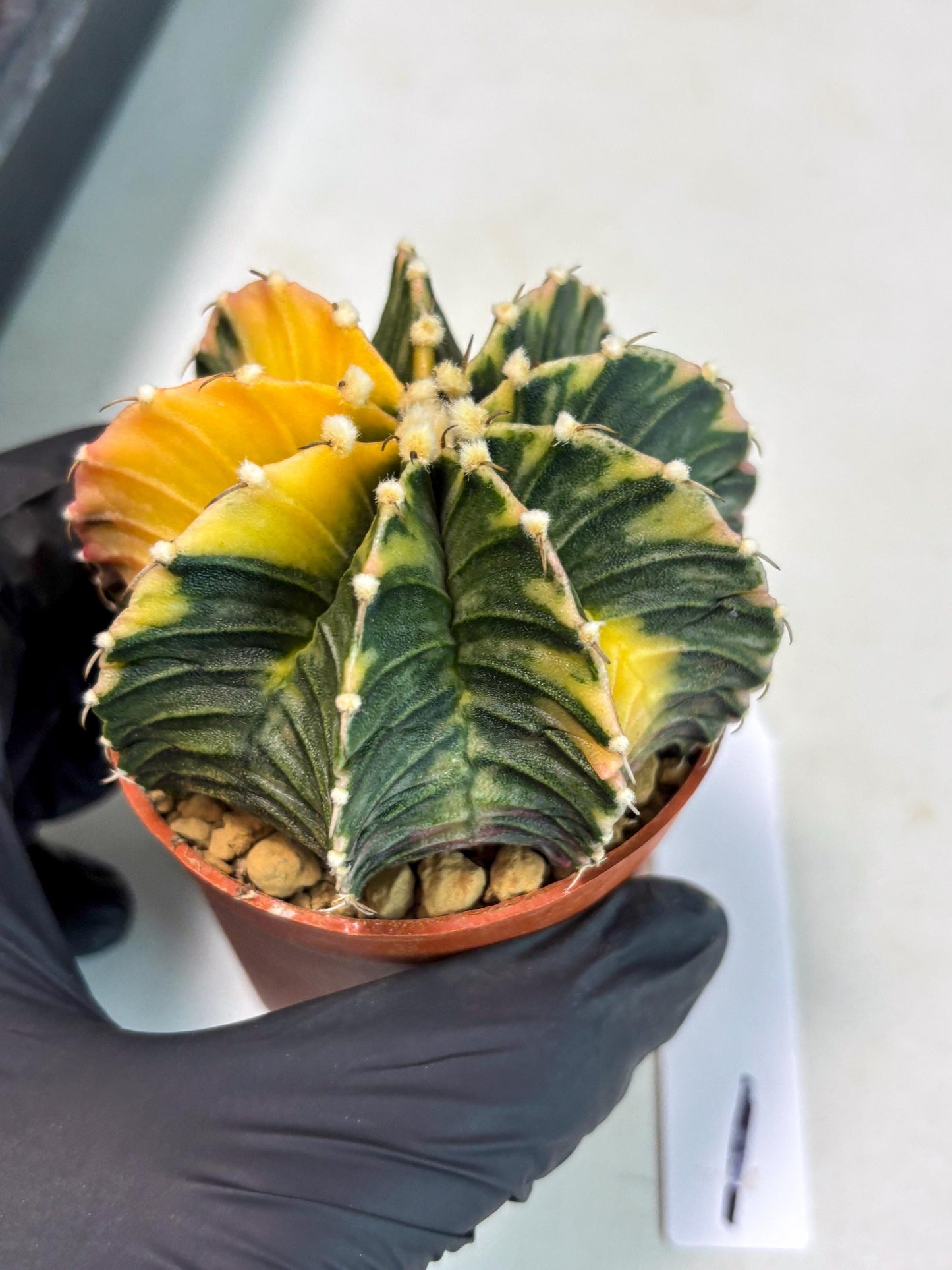 Gymnocalycium Lb Hybrid (gy3) (r1) | Imported Plants