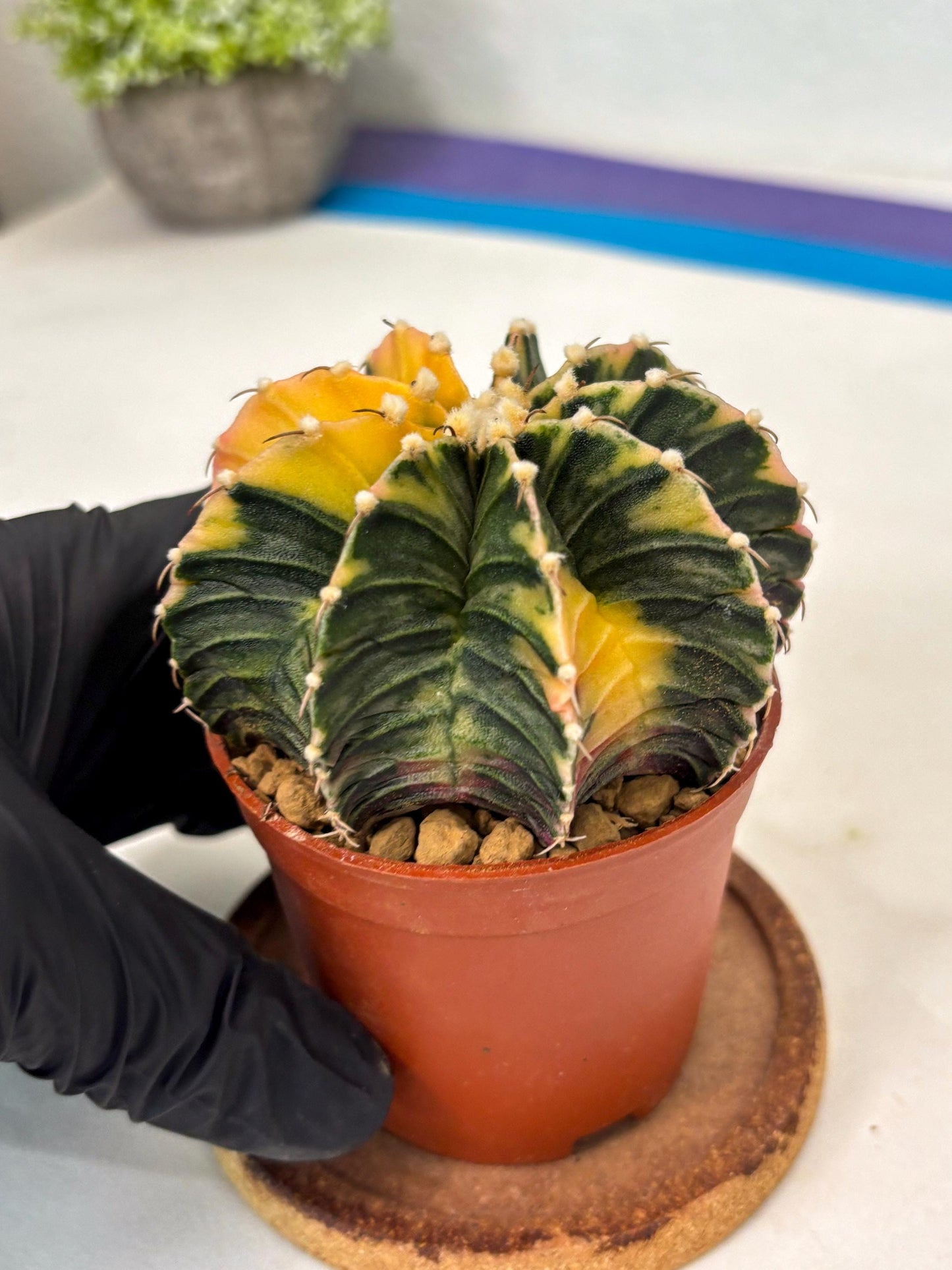 Gymnocalycium Lb Hybrid (gy3) (r1) | Imported Plants