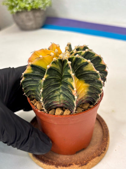 Gymnocalycium Lb Hybrid (gy3) (r1) | Imported Plants