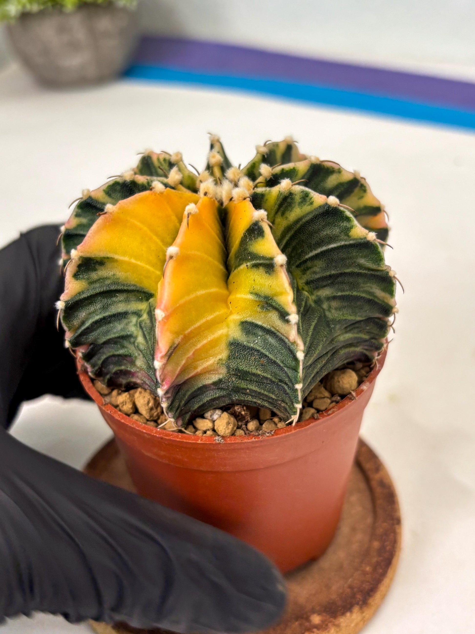 Gymnocalycium Lb Hybrid (gy3) (r1) | Imported Plants