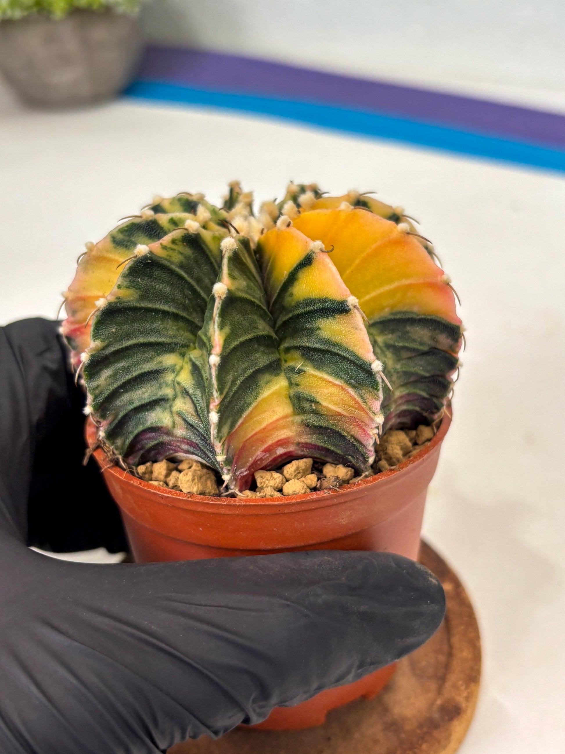 Gymnocalycium Lb Hybrid (gy3) (r1) | Imported Plants