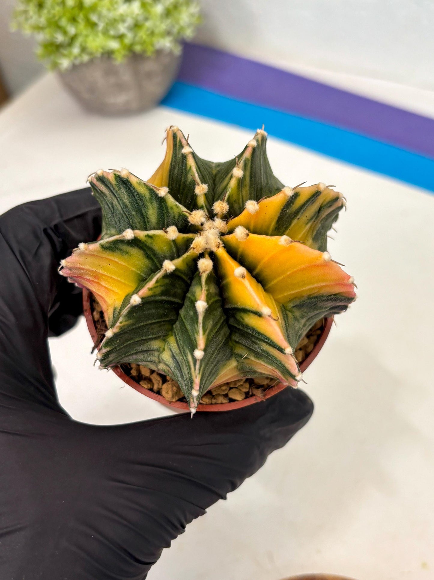 Gymnocalycium Lb Hybrid (gy3) (r1) | Imported Plants