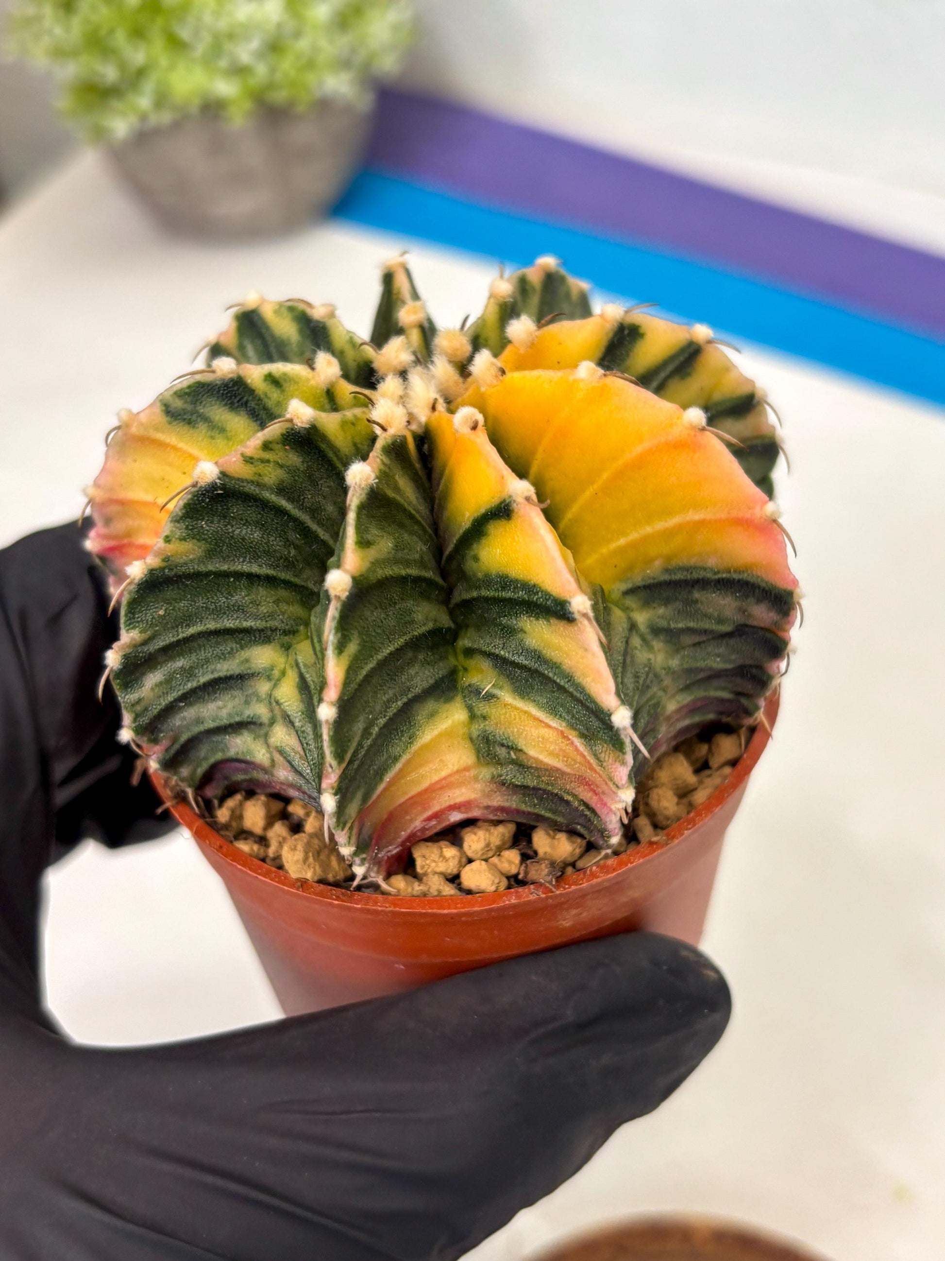 Gymnocalycium Lb Hybrid (gy3) (r1) | Imported Plants