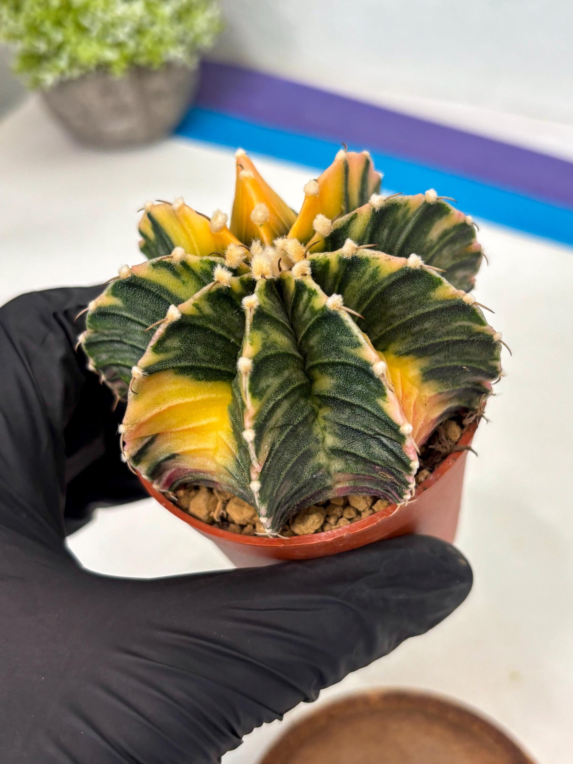 Gymnocalycium Lb Hybrid (gy3) (r1) | Imported Plants