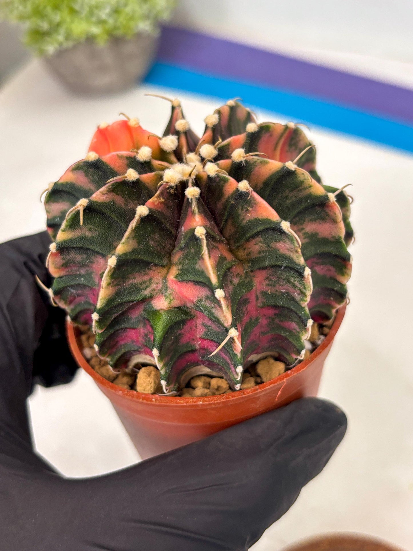 Gymnocalycium Lb Hybrid (gy3) (r2) | Imported Plants