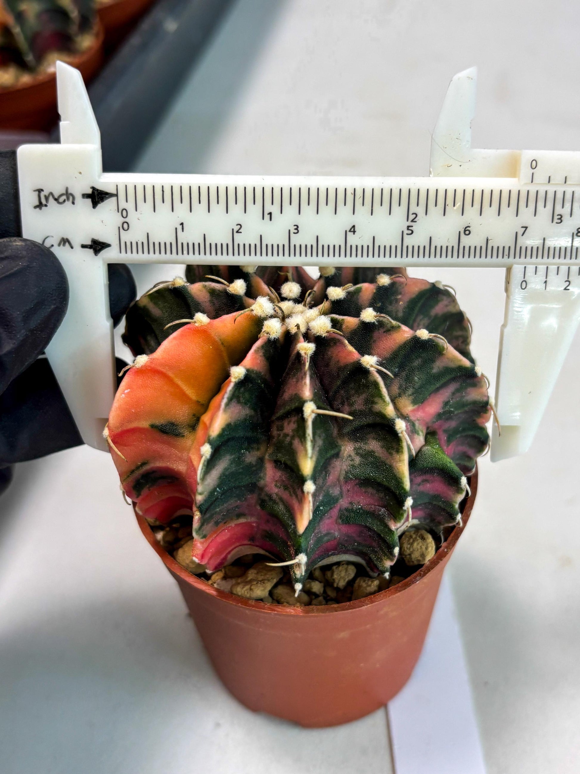 Gymnocalycium Lb Hybrid (gy3) (r2) | Imported Plants