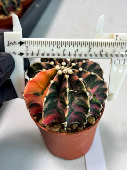 Gymnocalycium Lb Hybrid (gy3) (r2) | Imported Plants