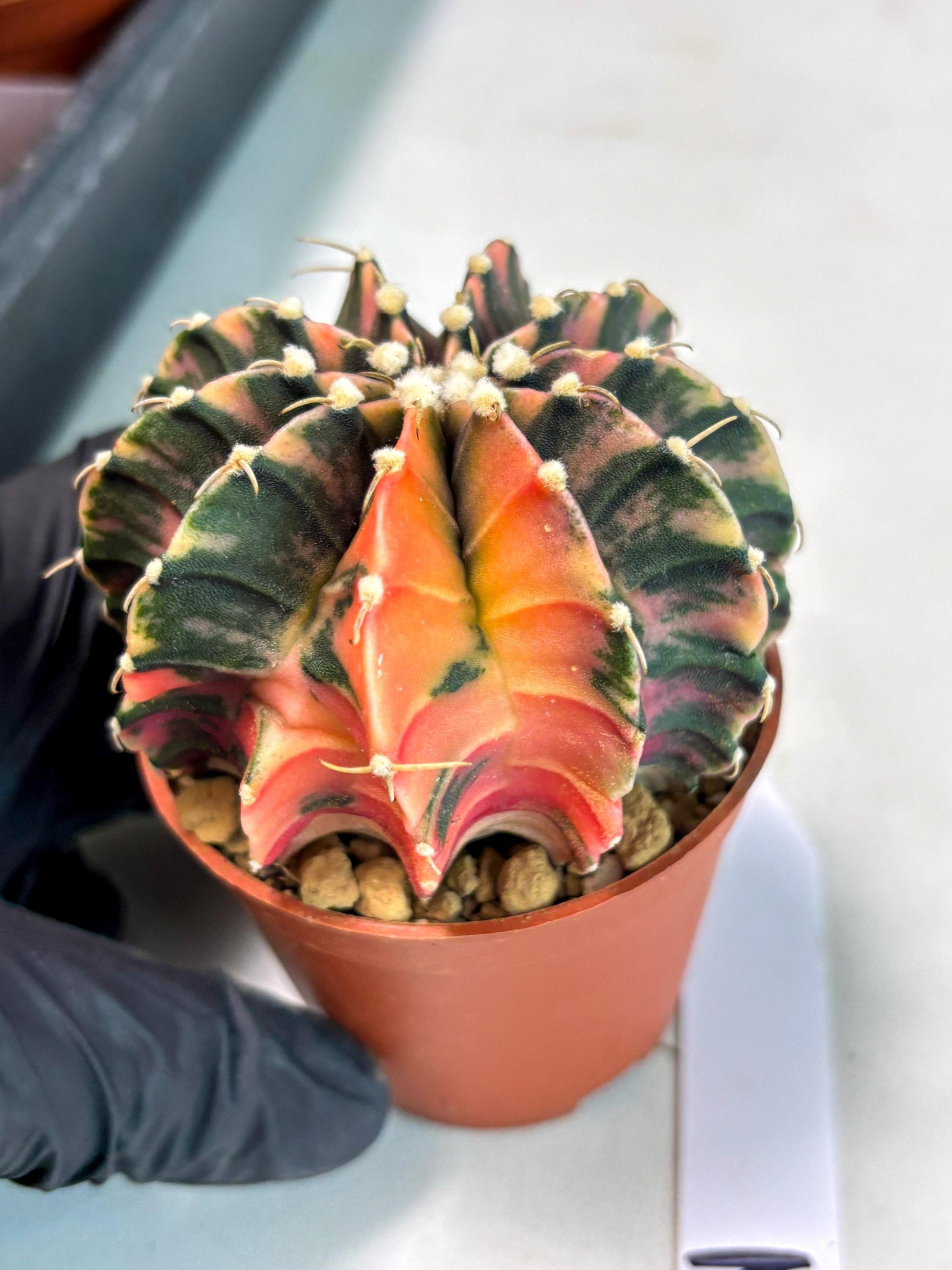 Gymnocalycium Lb Hybrid (gy3) (r2) | Imported Plants