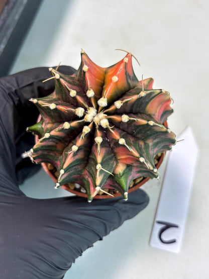 Gymnocalycium Lb Hybrid (gy3) (r2) | Imported Plants