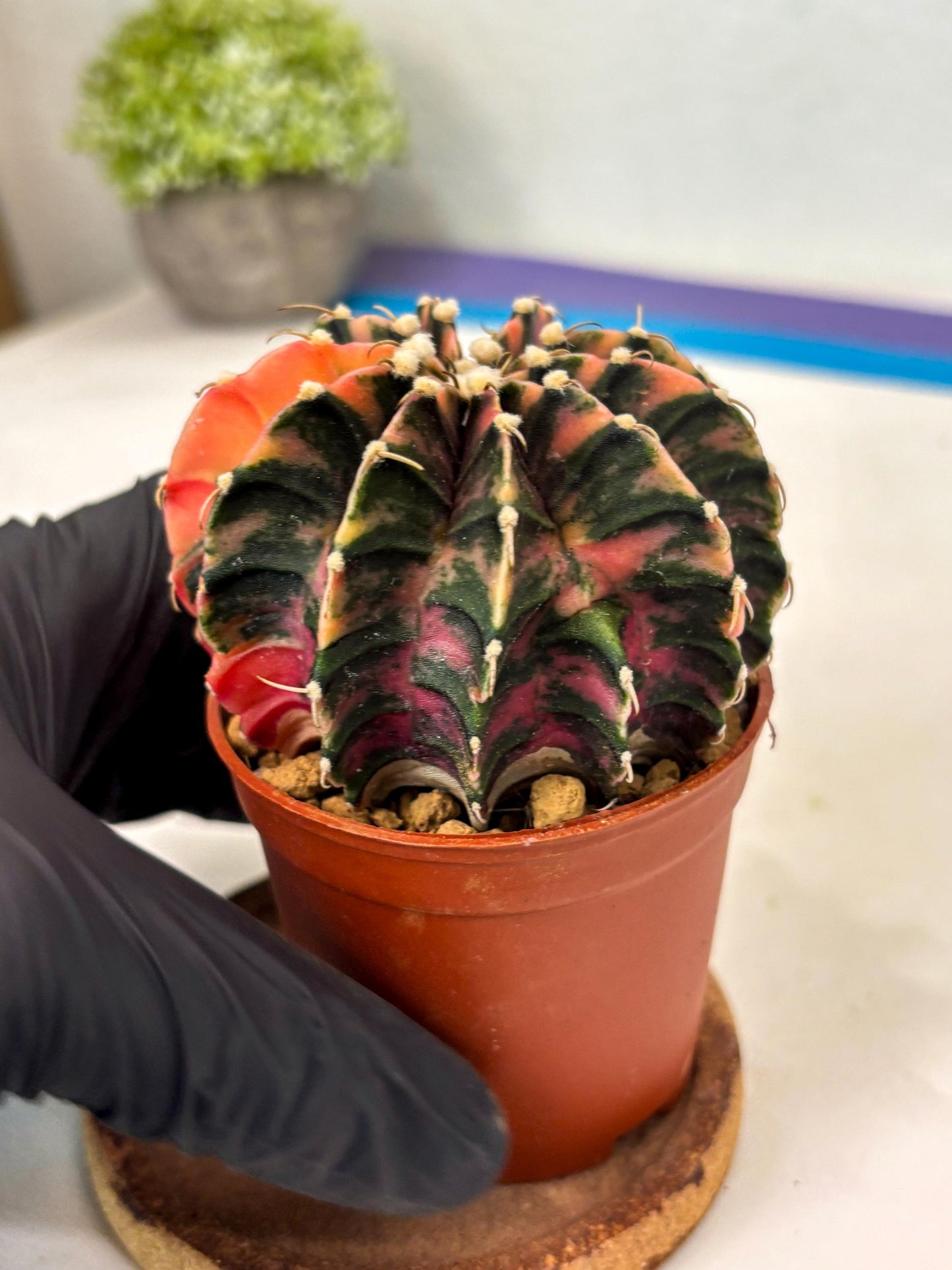 Gymnocalycium Lb Hybrid (gy3) (r2) | Imported Plants