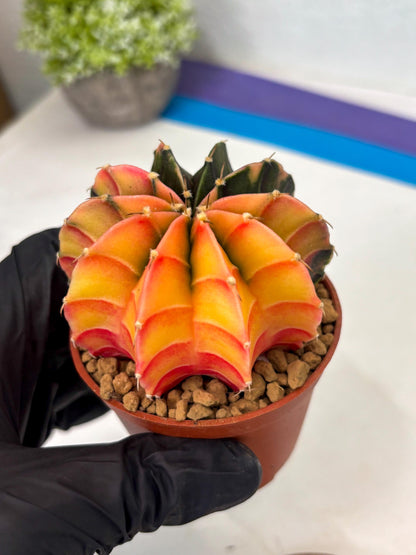 Gymnocalycium Lb Hybrid (gy3) (r3) | Imported Plants