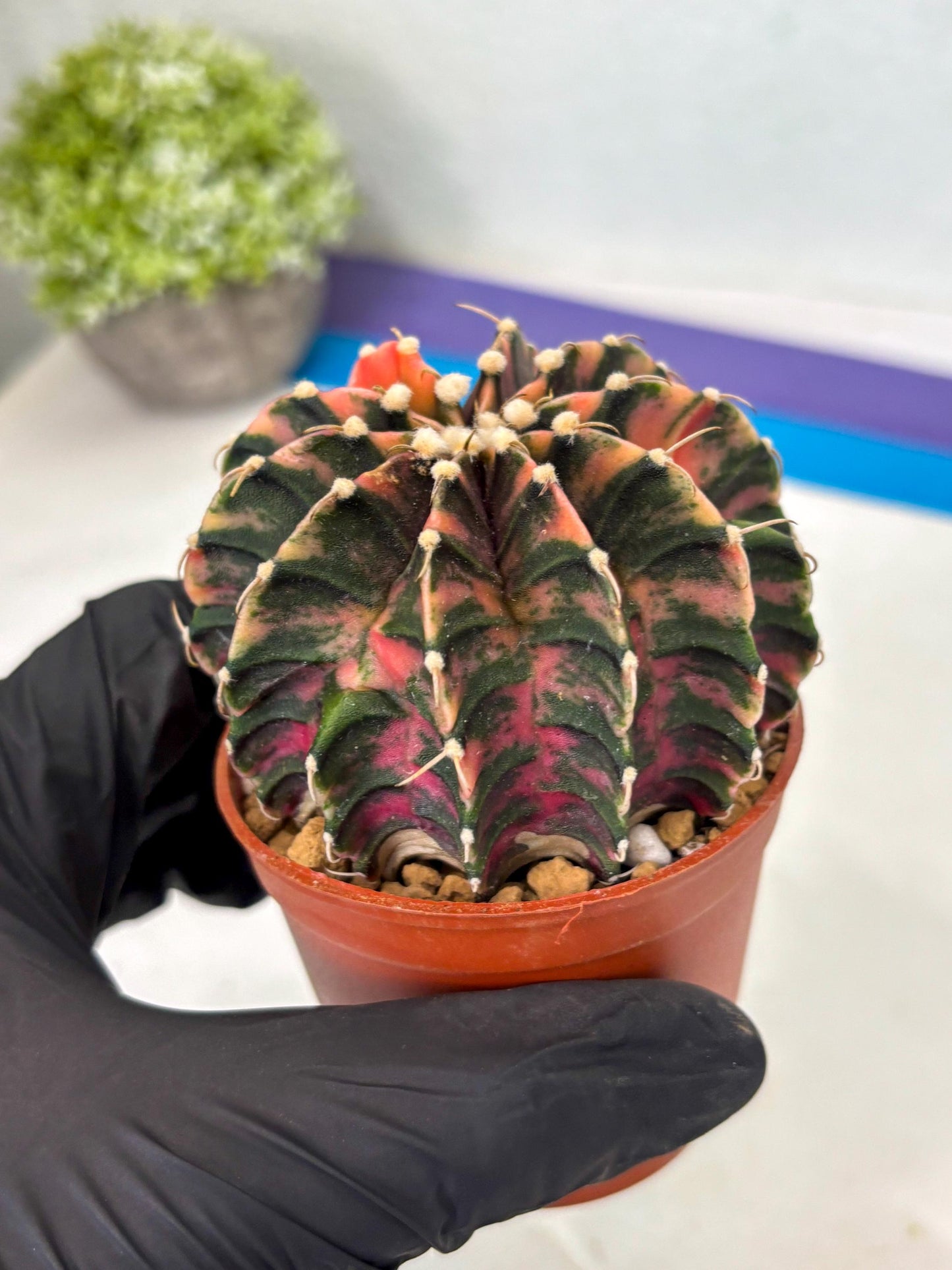 Gymnocalycium Lb Hybrid (gy3) (r2) | Imported Plants