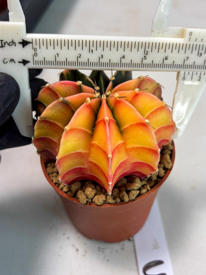 Gymnocalycium Lb Hybrid (gy3) (r3) | Imported Plants