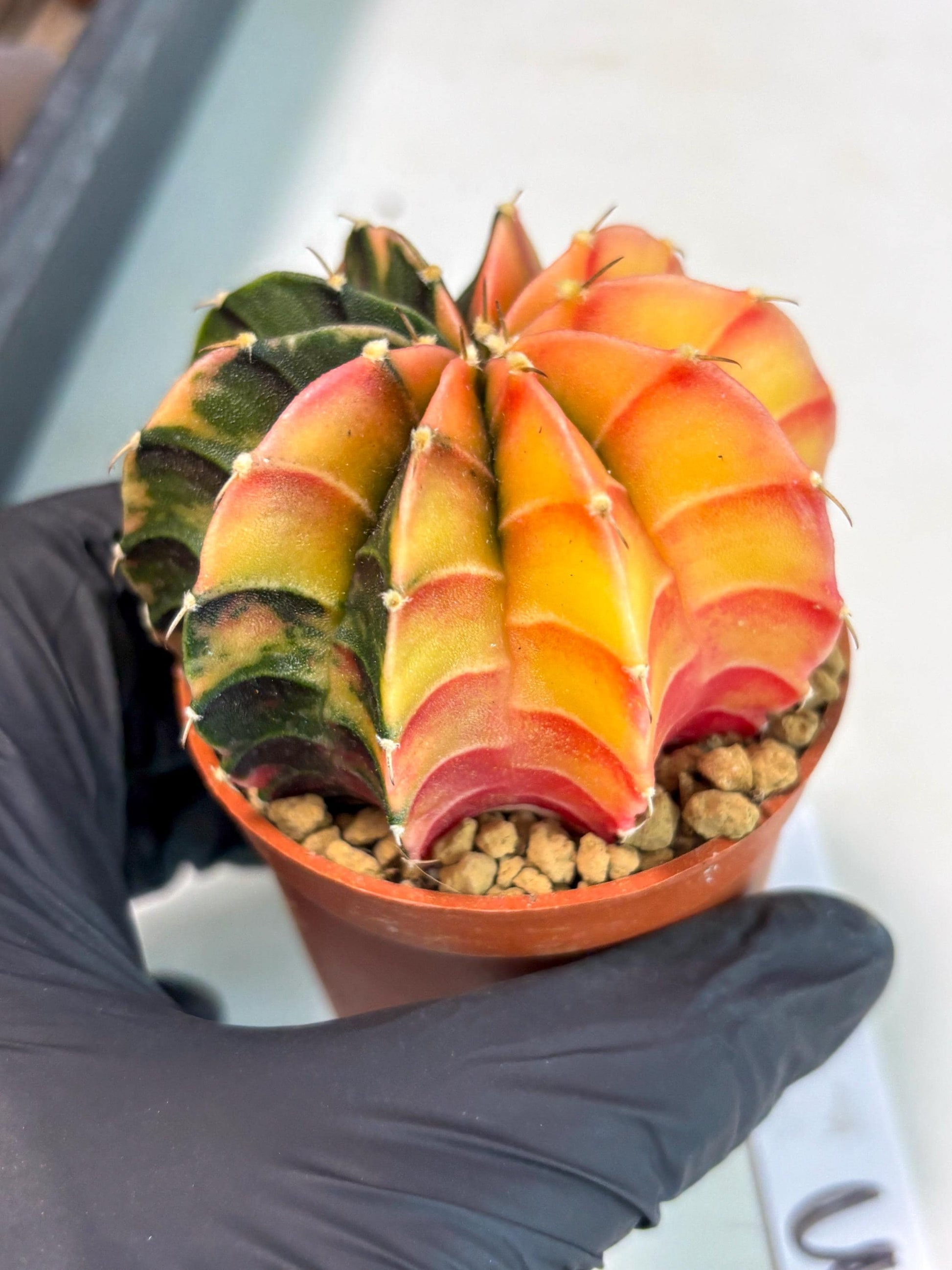 Gymnocalycium Lb Hybrid (gy3) (r3) | Imported Plants