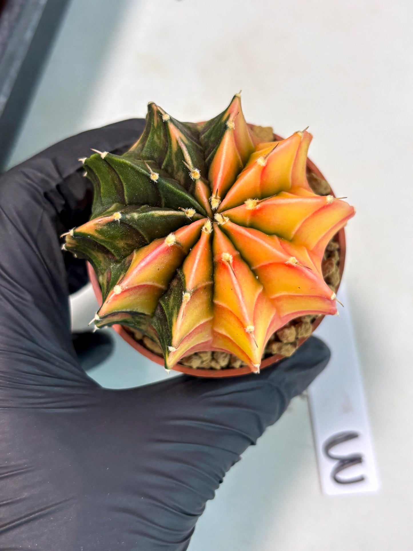 Gymnocalycium Lb Hybrid (gy3) (r3) | Imported Plants