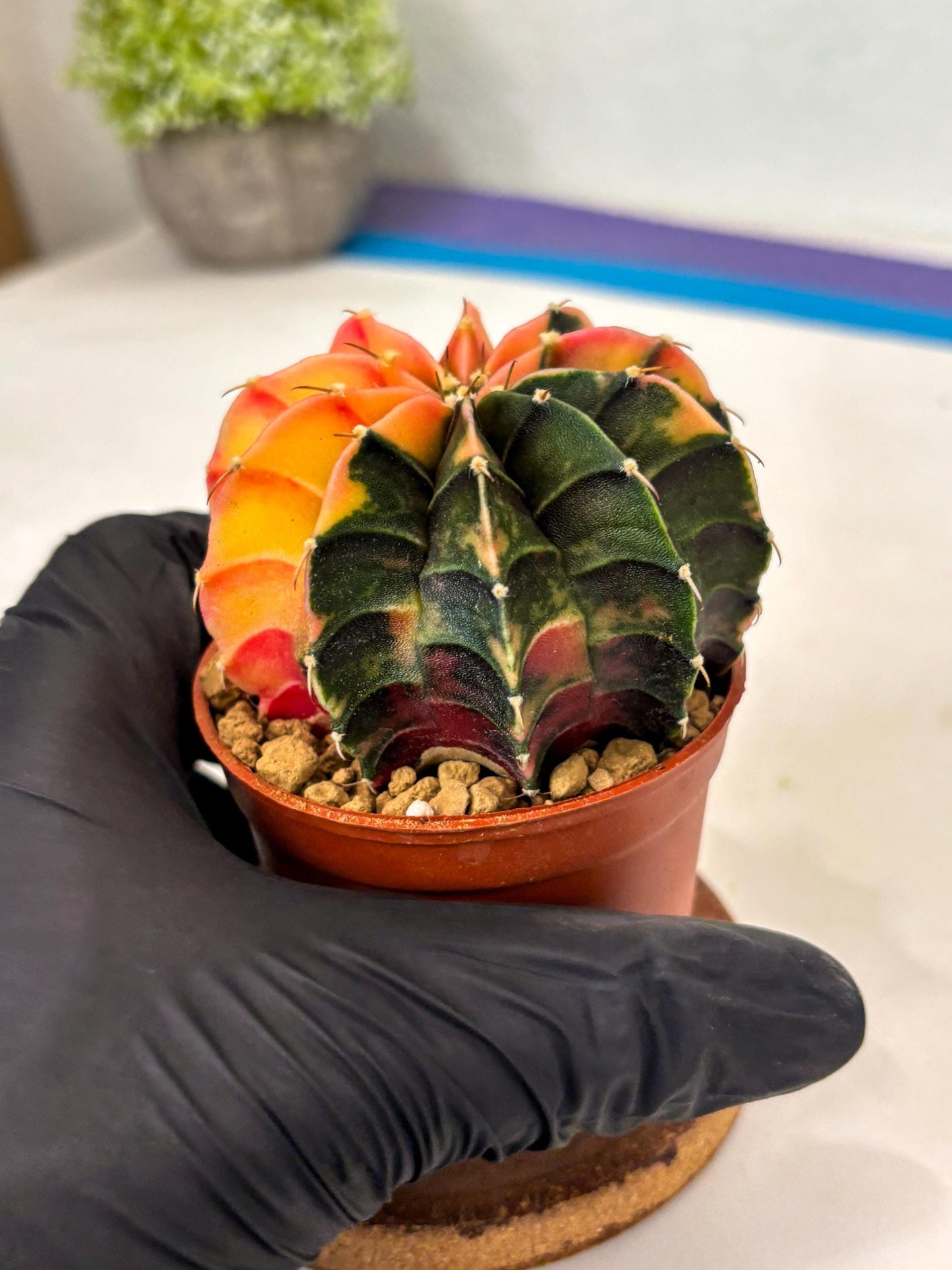 Gymnocalycium Lb Hybrid (gy3) (r3) | Imported Plants