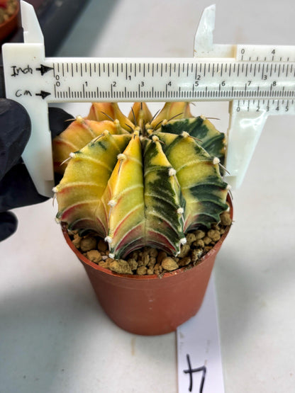 Gymnocalycium Lb Hybrid (gy3) (r4) | Imported Plants